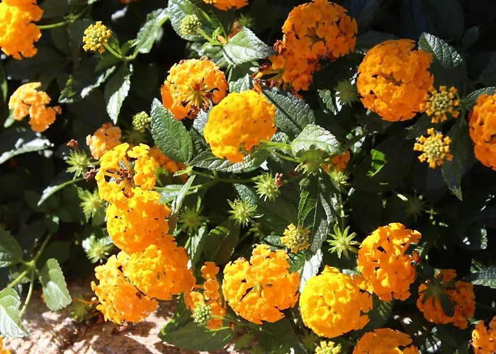 Tatil Evi A - Villaggio Punta Volpe - Iun S5393