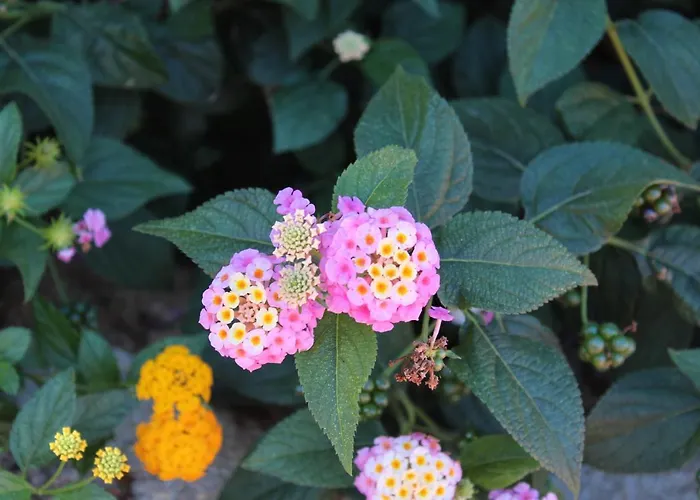 A - Villaggio Punta Volpe - Iun S5393 Tatil Evi *